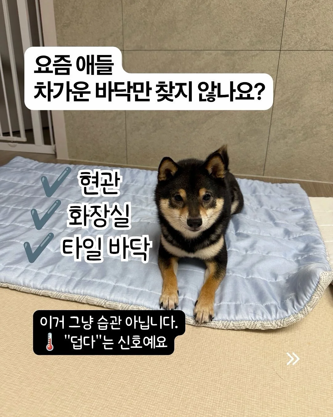토끼 티슈 케이스 2
