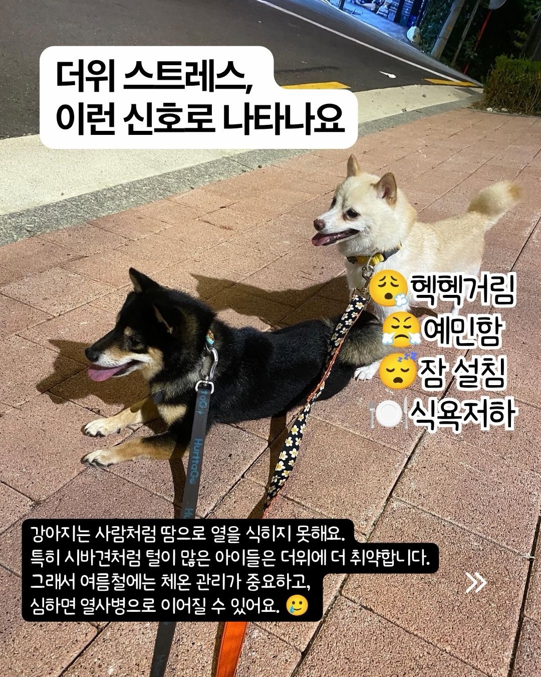 토끼 티슈 케이스 3