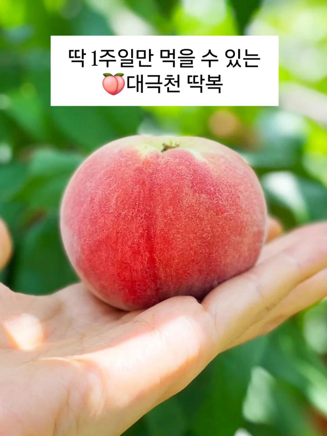 베어미 부클 크롭 자켓 1