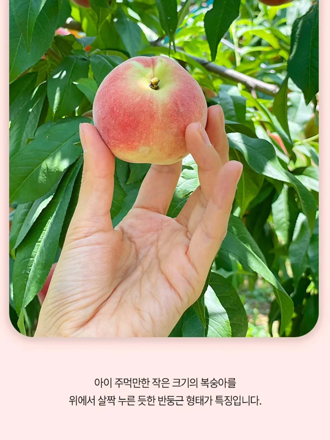 베어미 부클 크롭 자켓 9