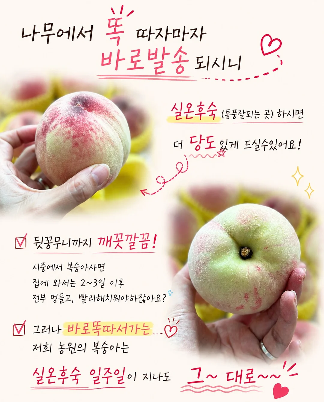 다과도시락 6
