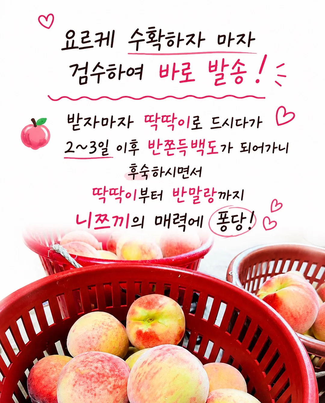 다과도시락 7