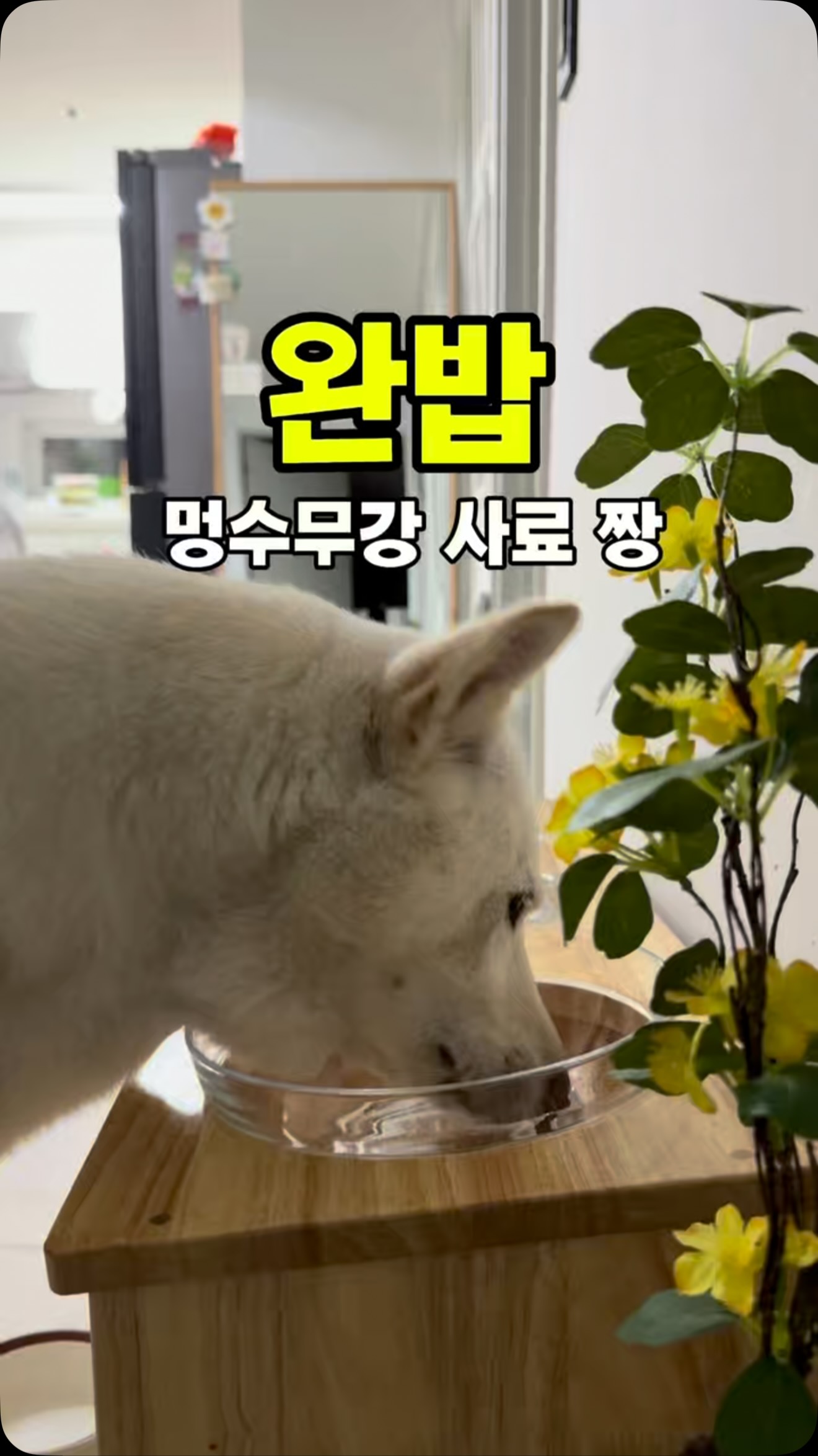 소파
