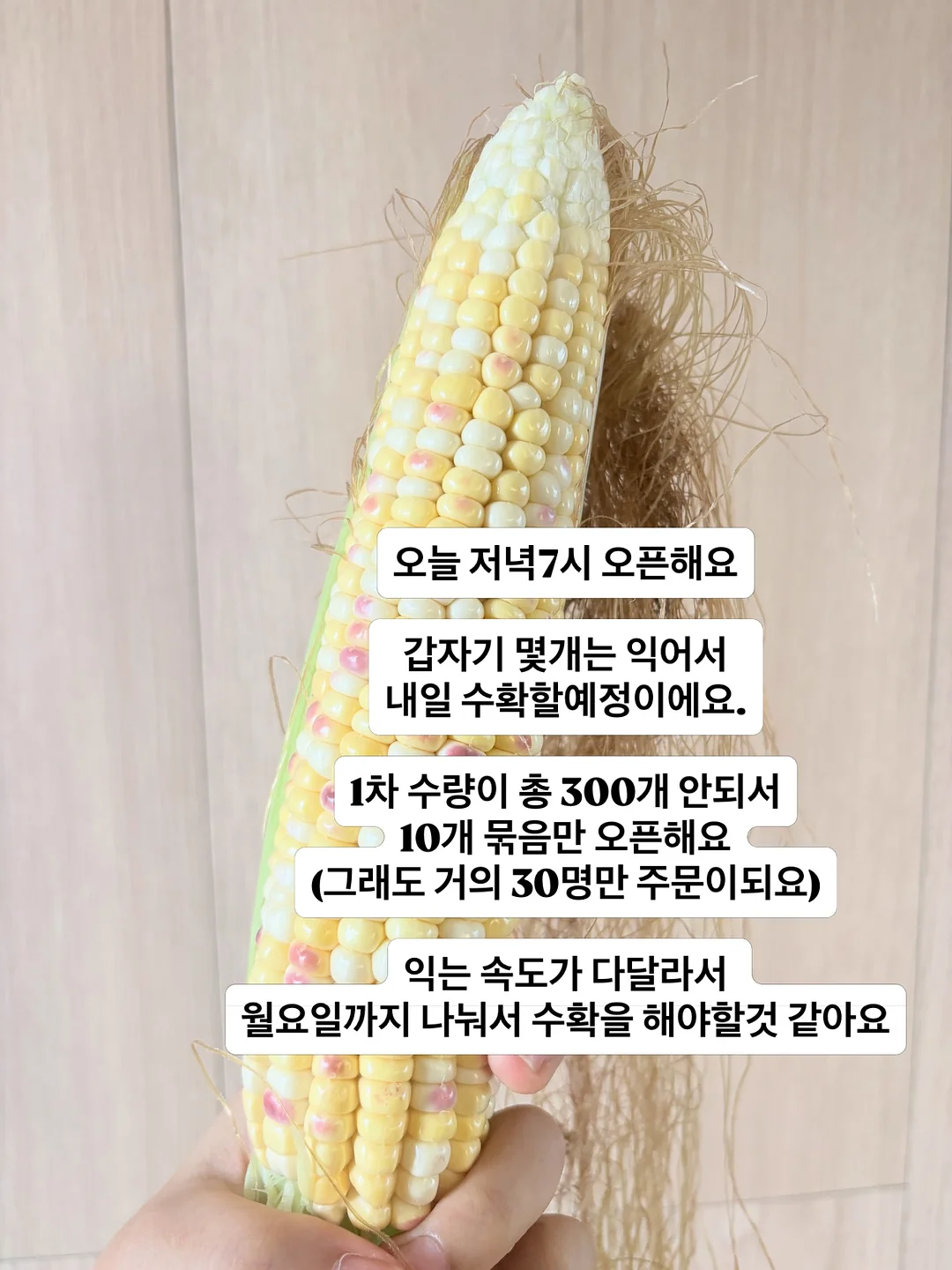 식혜 시리즈 수업