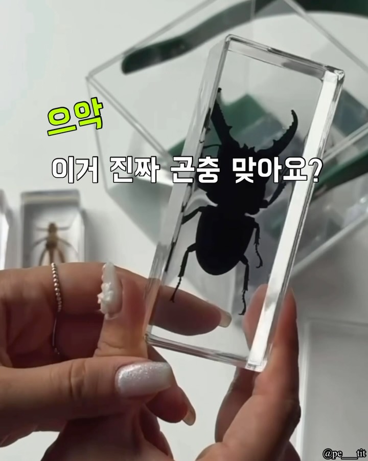 벤딕트 PYRO.X 화로대