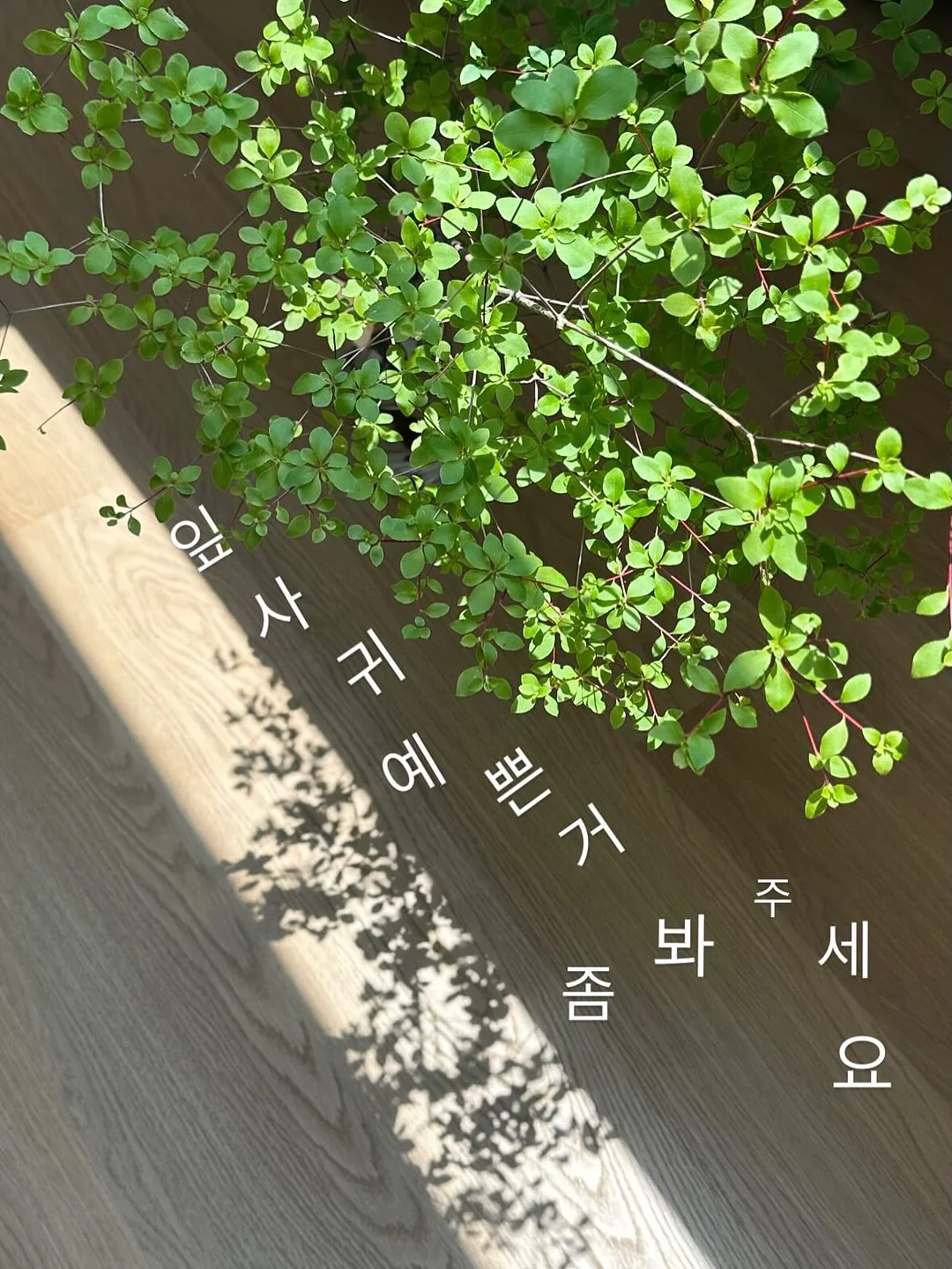 Asymar 화이트 스커트 17