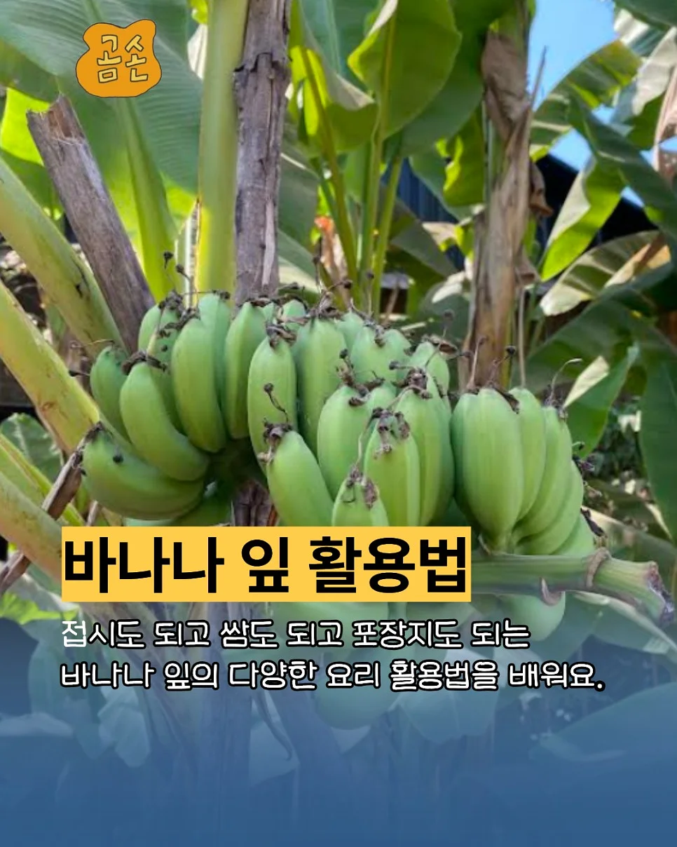 핀꽂고세탁 로터스 형상기억 거실 안방 항균 방한방풍 겨울 암막커튼 9colors 2