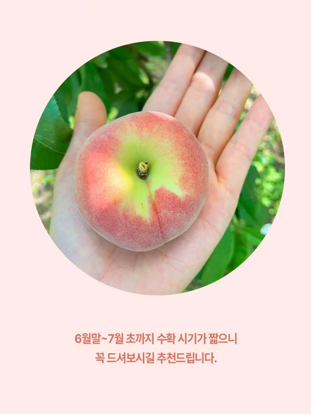 실링팬 조명 일체형 6