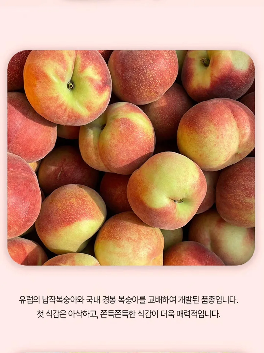 실링팬 조명 일체형 7