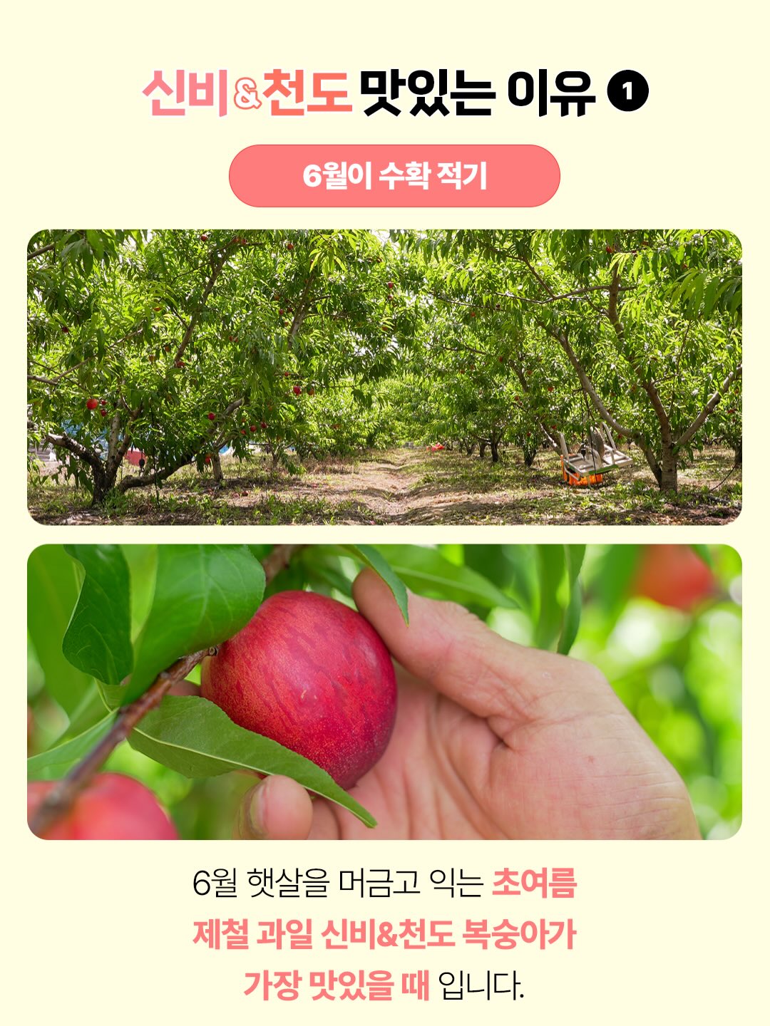 xenohelix miPDRN 앰플 3
