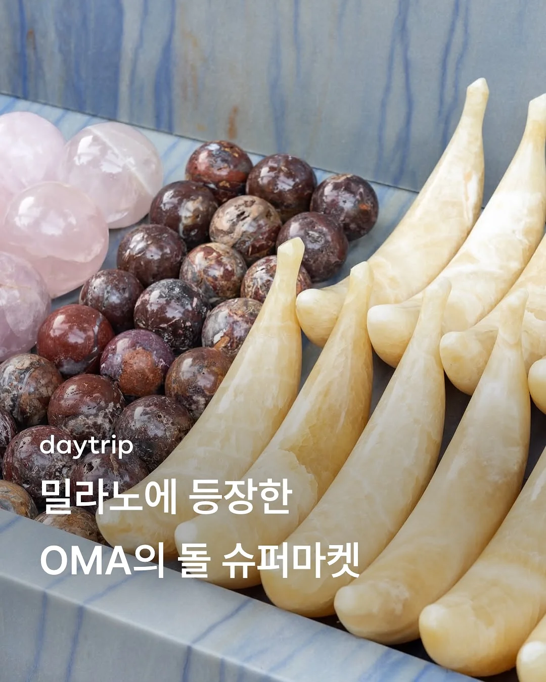 아스파라거스 스프렌게리 1
