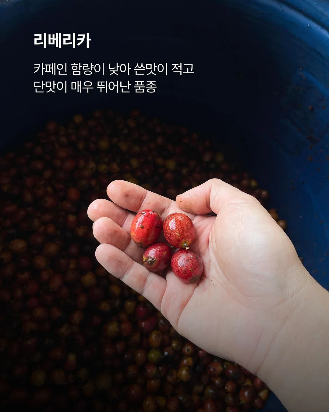 고구마 찌는 방법 2