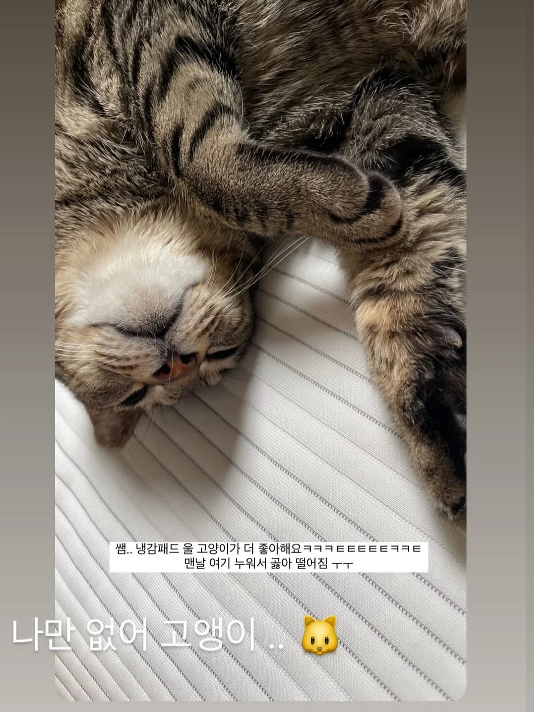 로얄벌꿀고구마 6