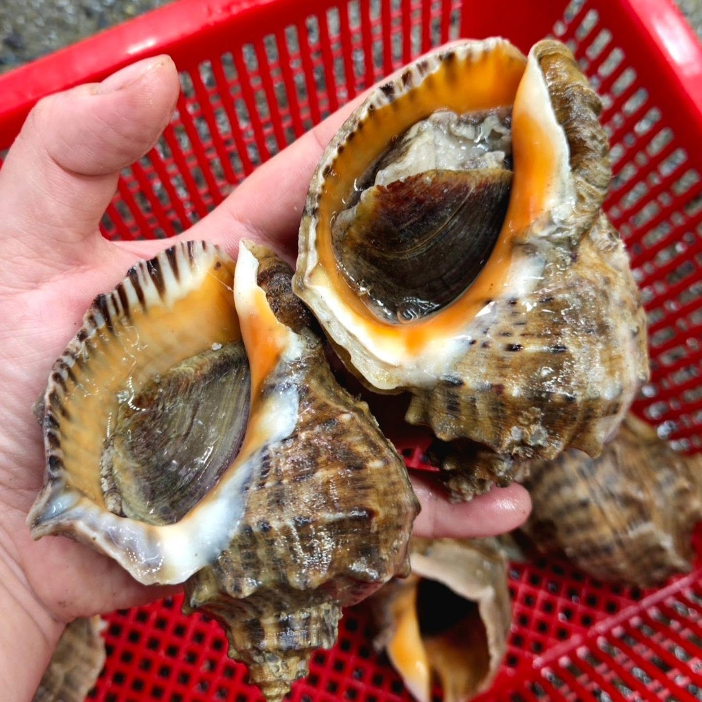 에프터필 진피재생필링 3