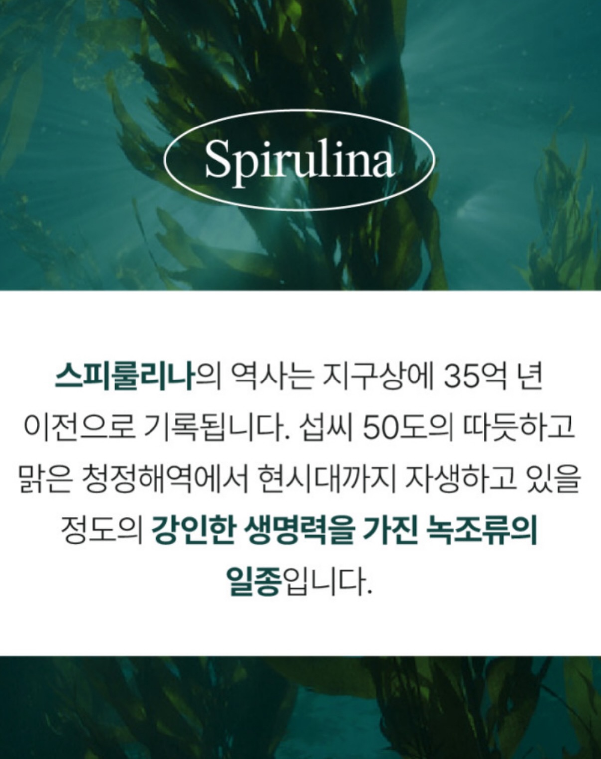 퐁퐁백 2.0 뉴 컬러 6