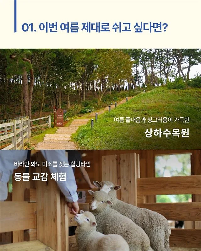 돌3종떡 심플 꽃송편케이크 3