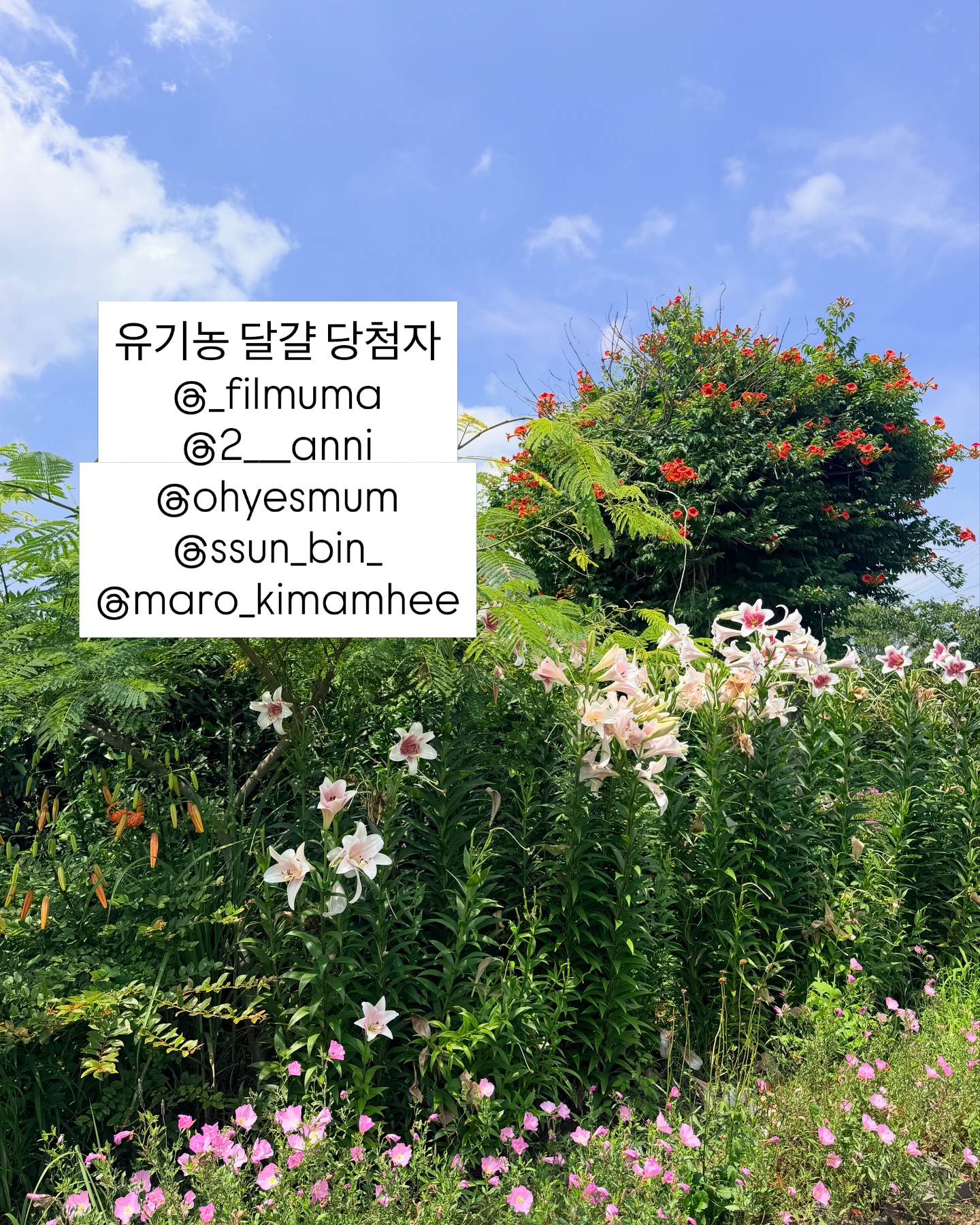 화장 들뜸 박멸 매직 미니 퍼프 4