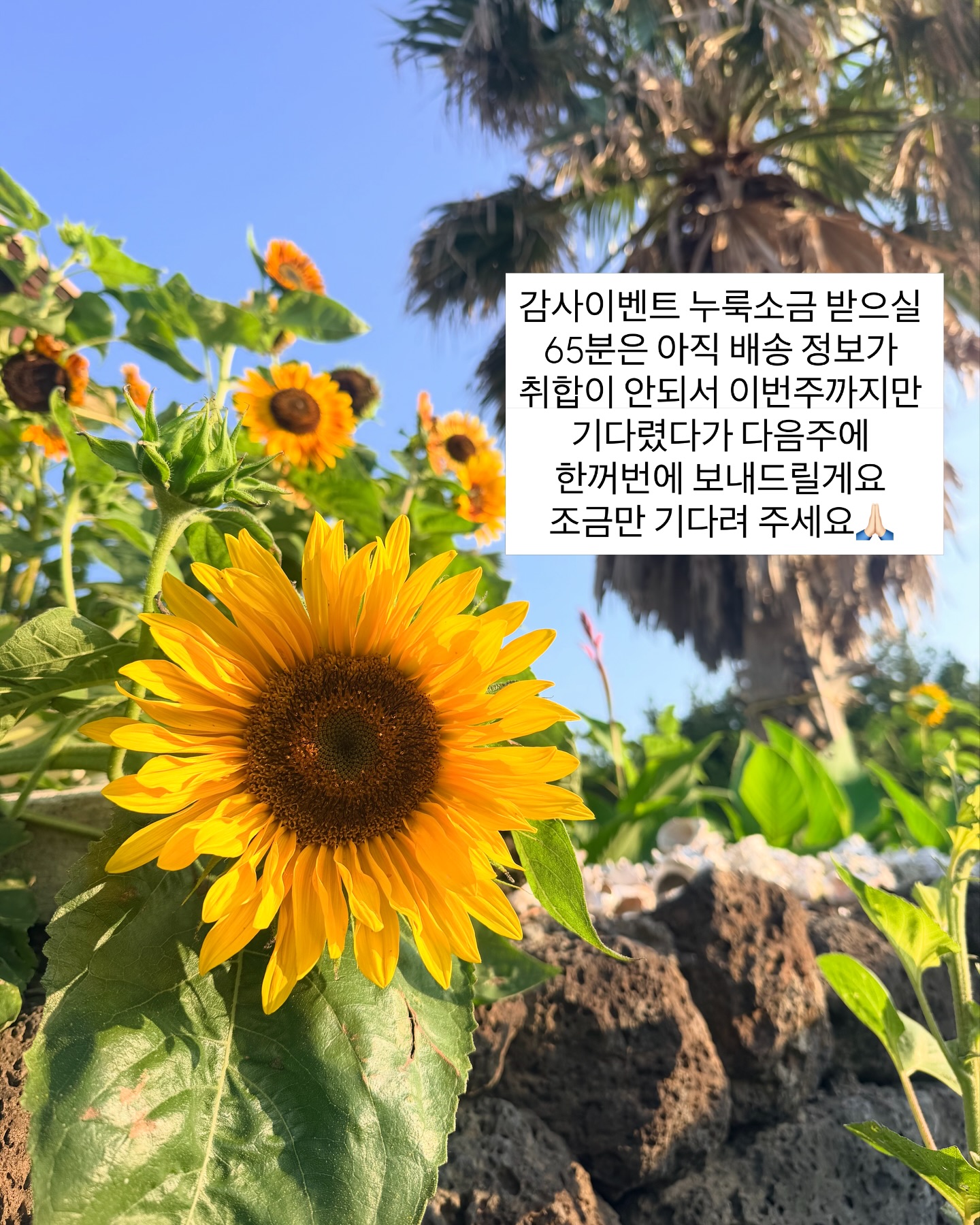 화장 들뜸 박멸 매직 미니 퍼프 5