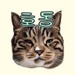 bellus_zaby