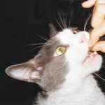 dhiichi_kr