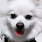 ejjj_0.8